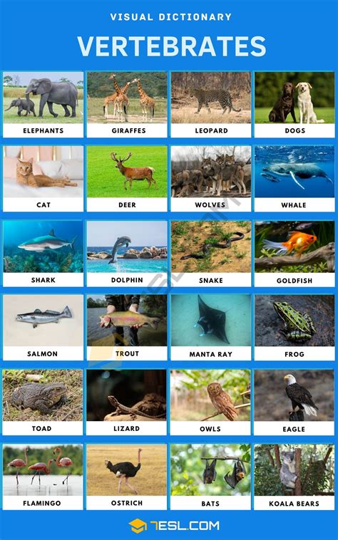 Vertebrates .
